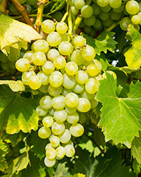 Sauvignon Blanc (White wine)