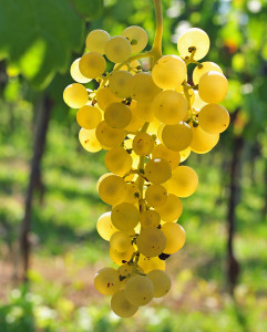 grape varieties sauvignon