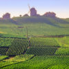 wine-region-champagne-detail