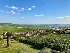 Champagne vineyards
