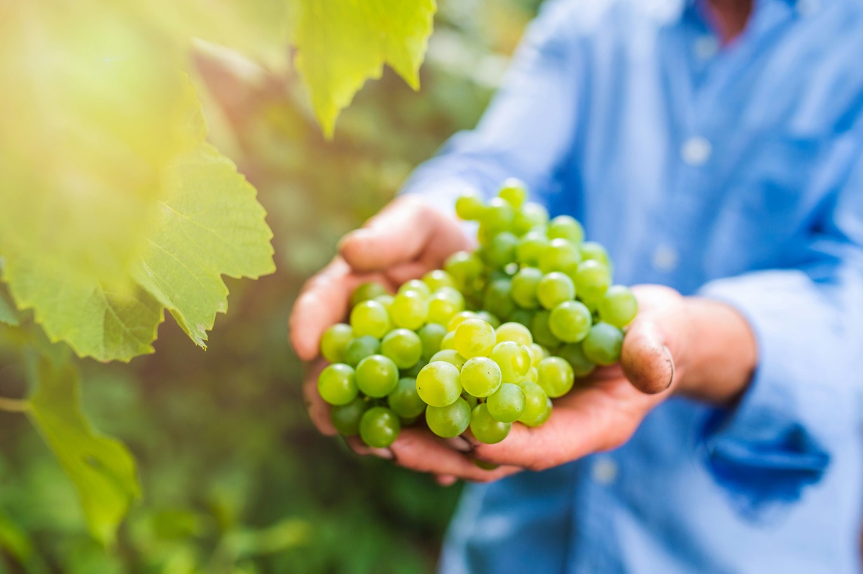 Meet winemakers in Champagne from Paris