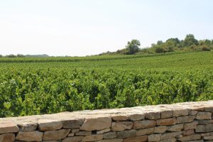 guide-to-chablis-wines