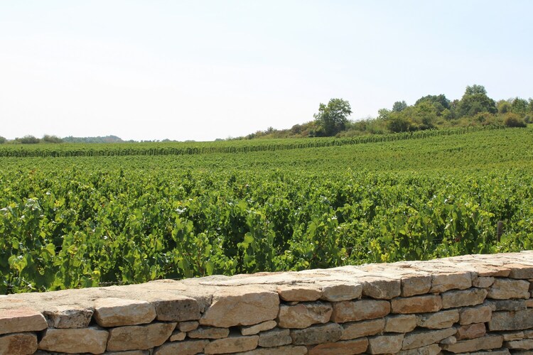 guide-to-chablis-wines