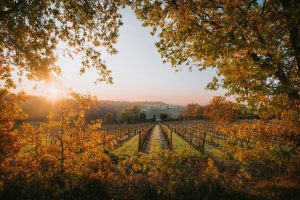 burgundy-tour-paris-day-trip-worth-it