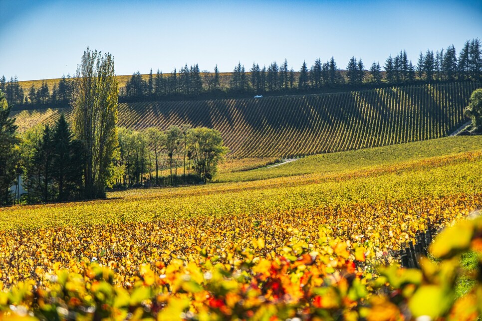 sancerre-versus-pouilly-fume-tasting