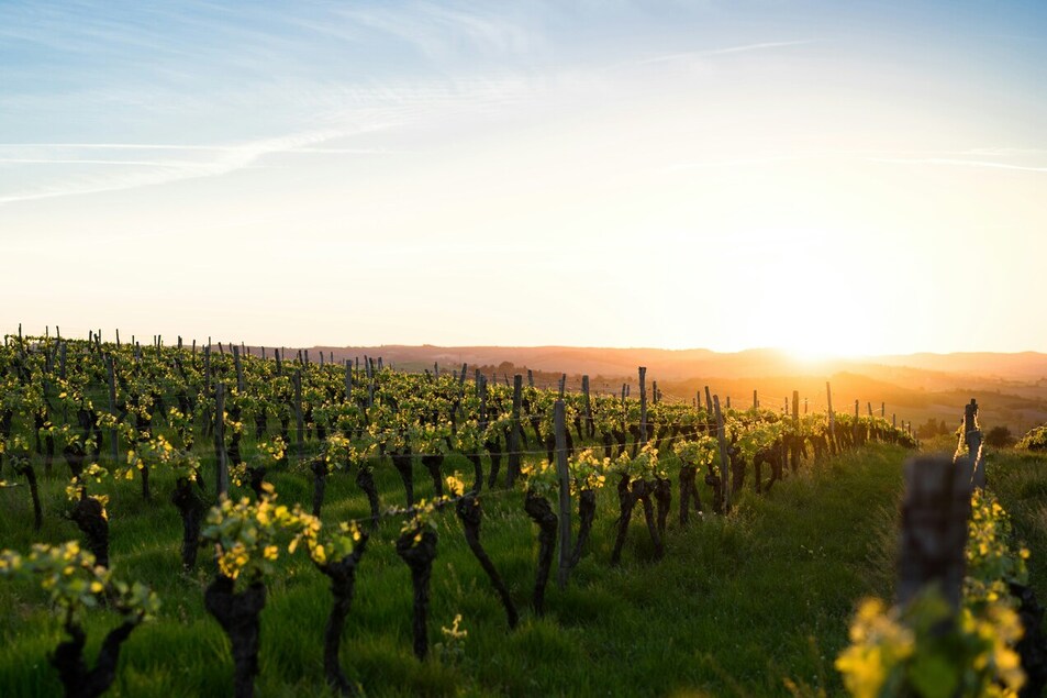 Wine tourism trends France travelers should know