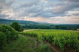burgundy-wine-excursion-review