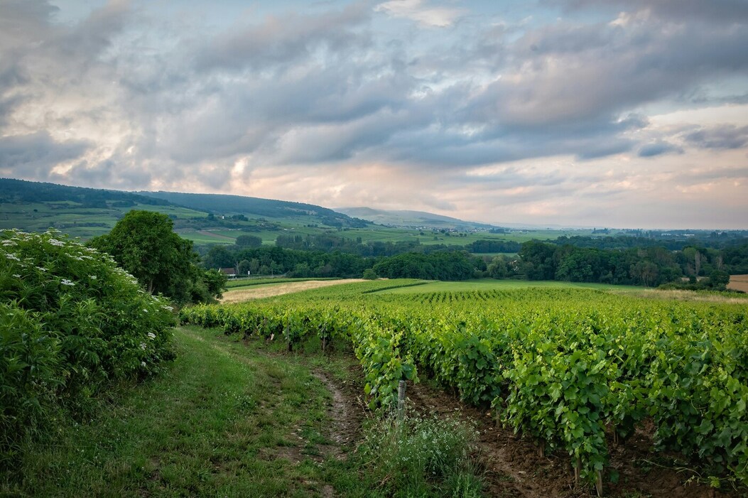 burgundy-wine-excursion-review