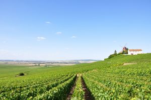 group-wine-tour-vs-private-driver
