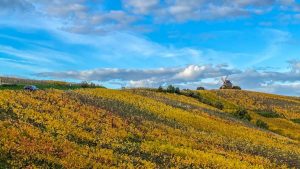 how-to-choose-wine-regions