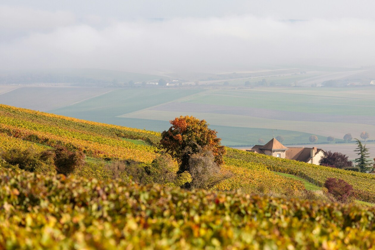 how-to-visit-champagne-wineries-from-paris