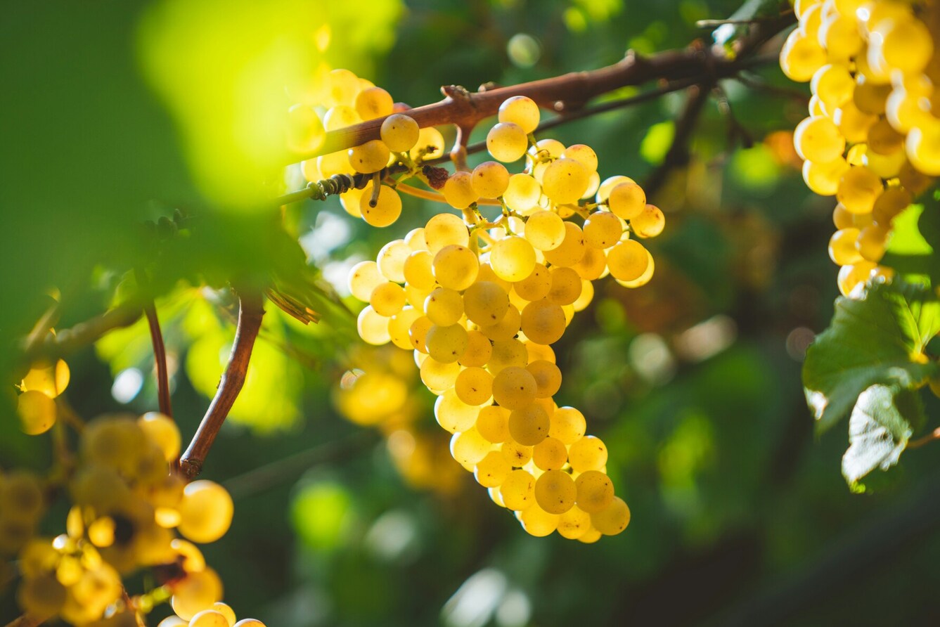 how-to-visit-vineyards-from-paris