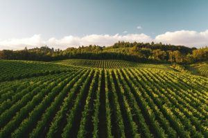 top-chablis-wineries-for-tasting
