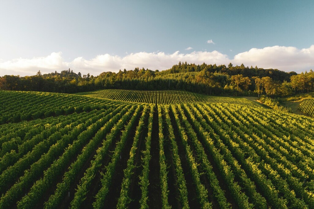 top-chablis-wineries-for-tasting