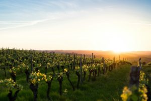 train-free-countryside-day-trip-from-paris