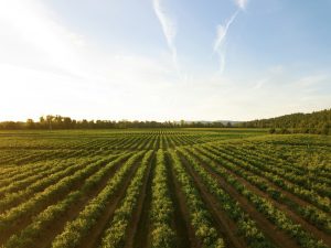 best-vineyard-lunch-experiences-france