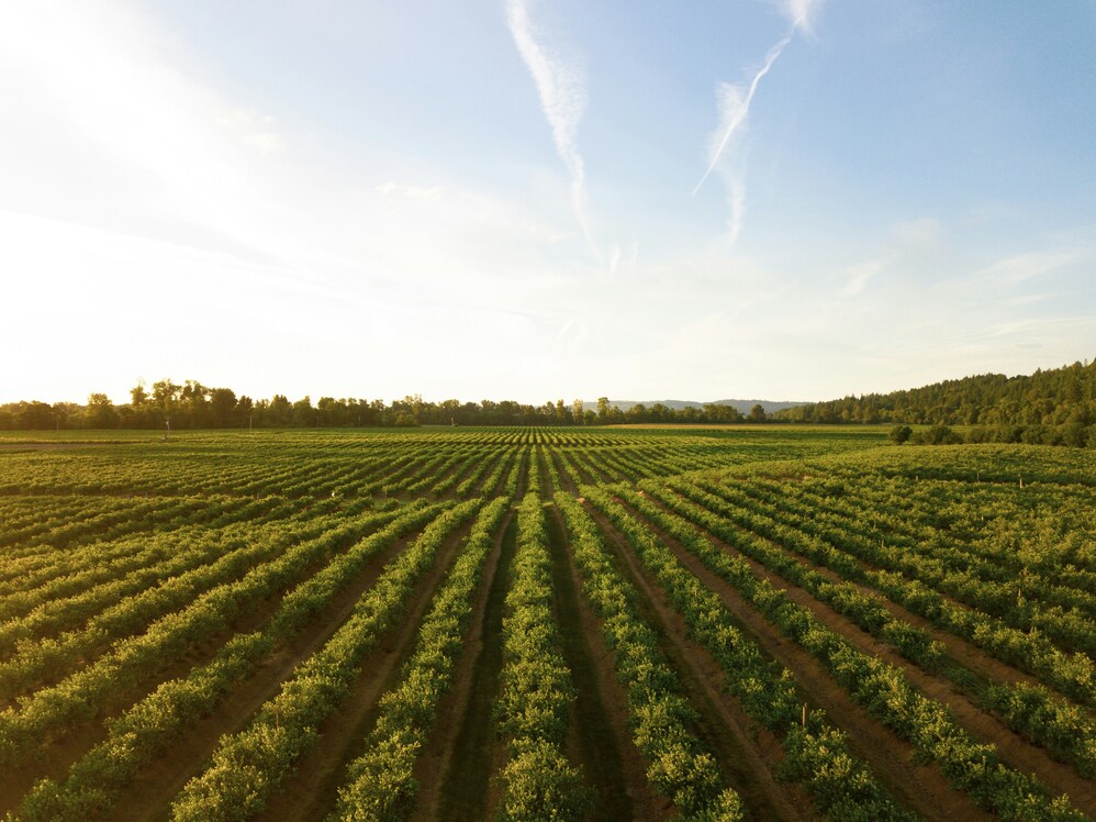 best-vineyard-lunch-experiences-france