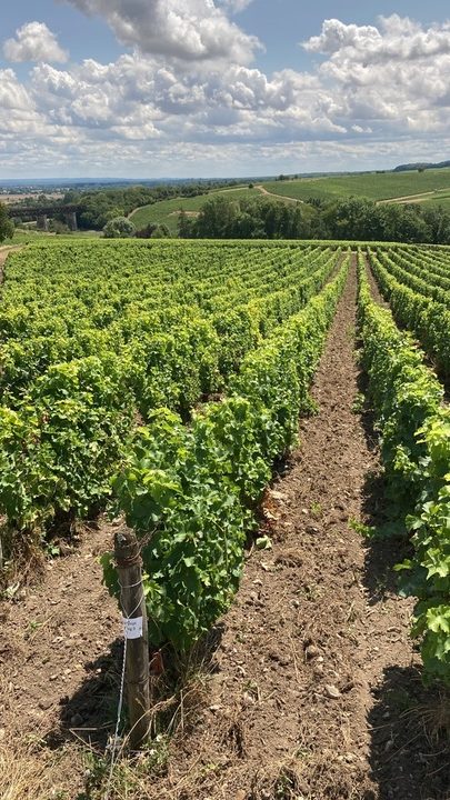 guide-to-pouilly-fume-wines