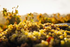 harvest-season-winery-visits-from-paris