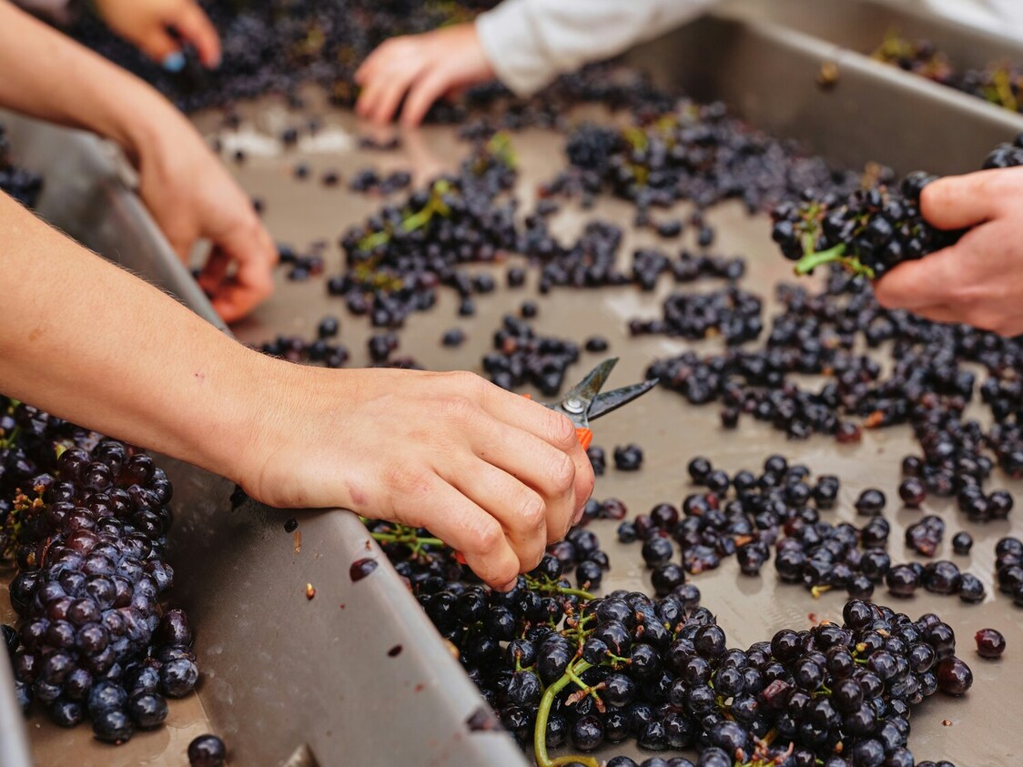 when-is-champagne-harvest-season