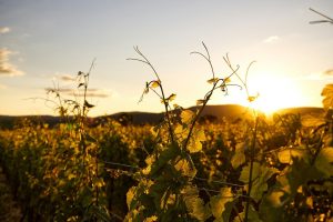 wine-region-excursions-from-paris