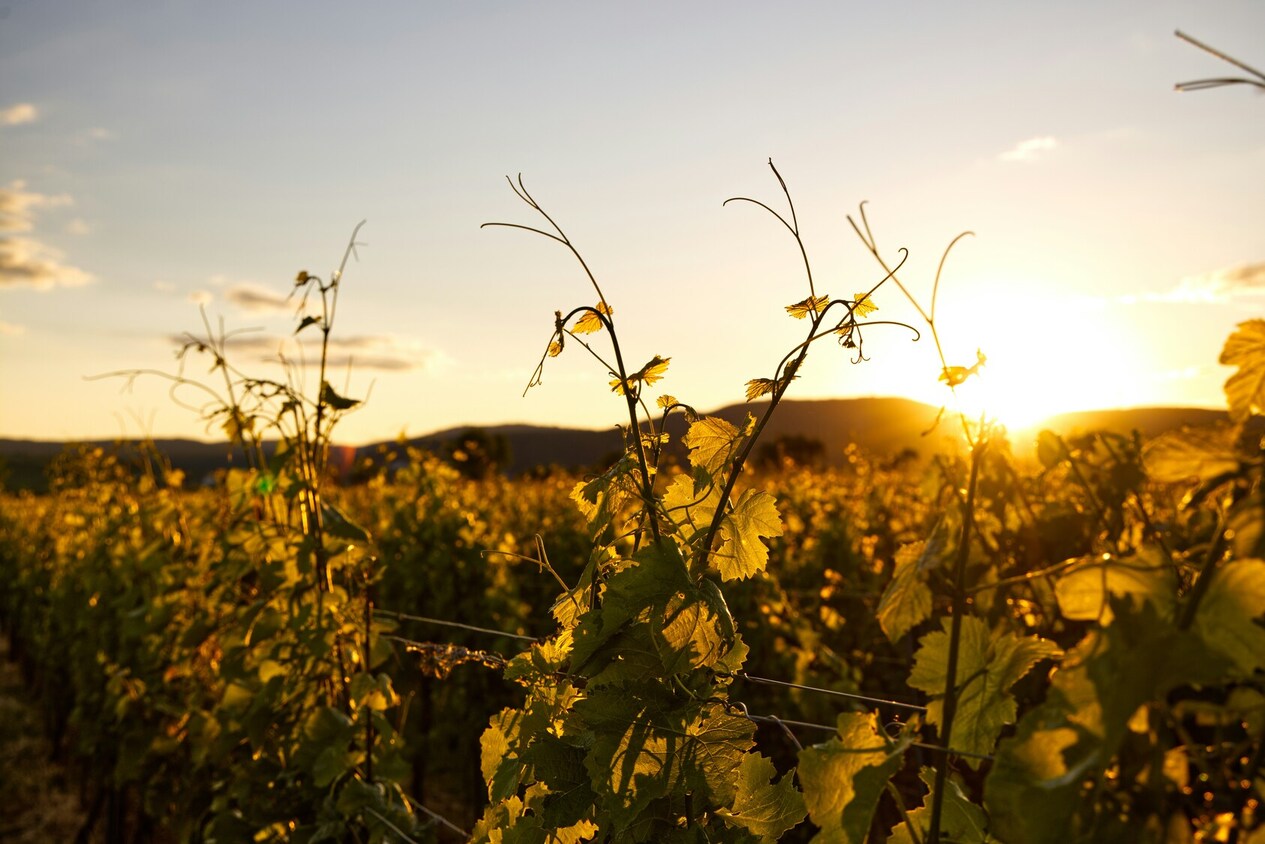 wine-region-excursions-from-paris