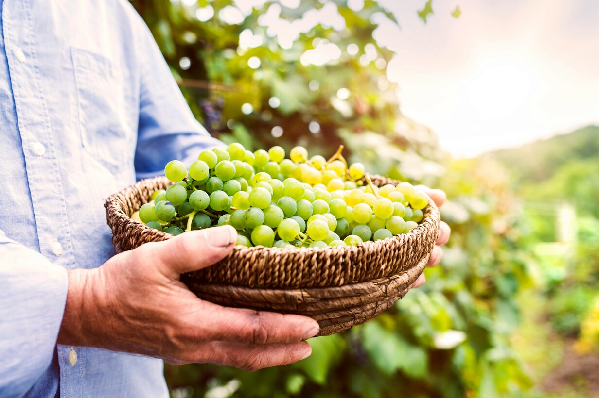 can-visitors-meet-winemakers-french-vineyards