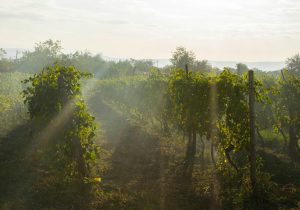 climate-change-French-wine