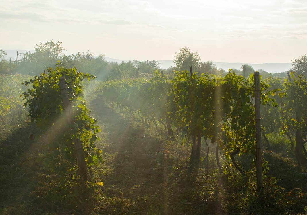 climate-change-French-wine