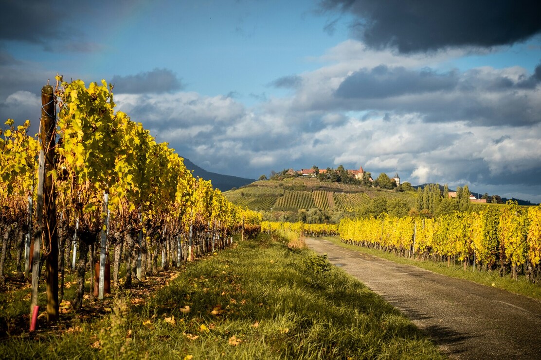 french-wine-regions-day-trips-from-paris