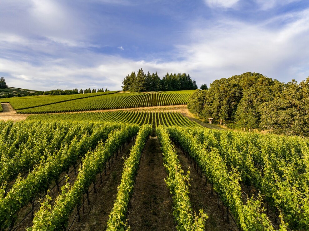 how-to-plan-vineyard-escape-from-paris