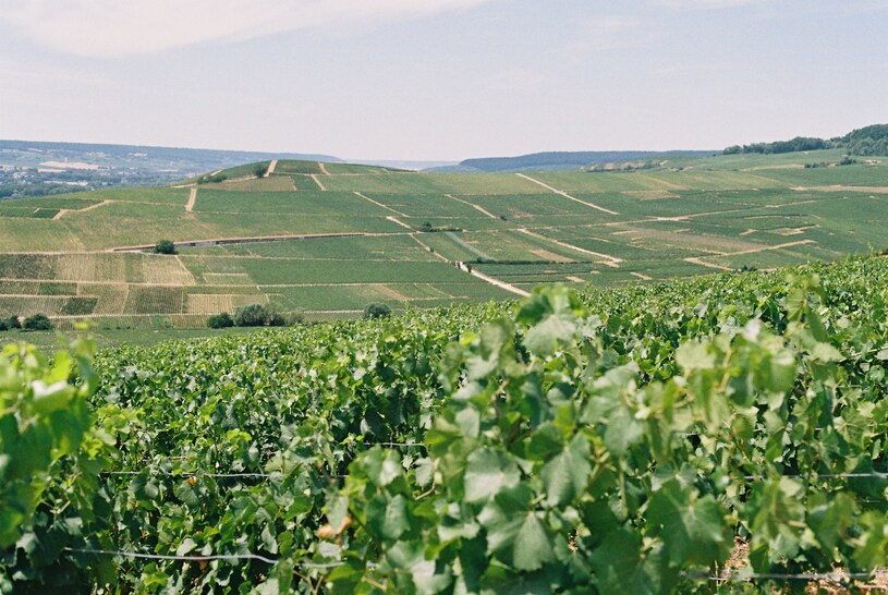 what-is-terroir