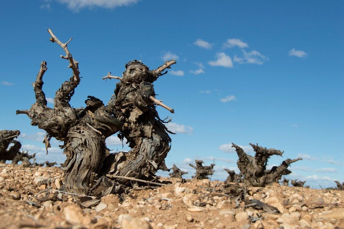 guide-to-terroir-tasting-french-wine