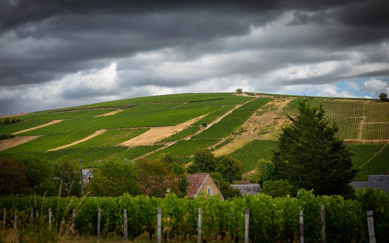 sancerre-grape-varieties